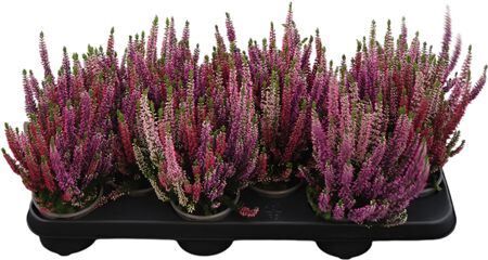 Calluna Beauty Ladies Trio Rot-lila-rosa