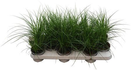 Carex Brunnea