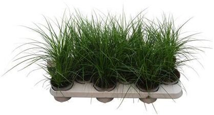 Carex Brunnea