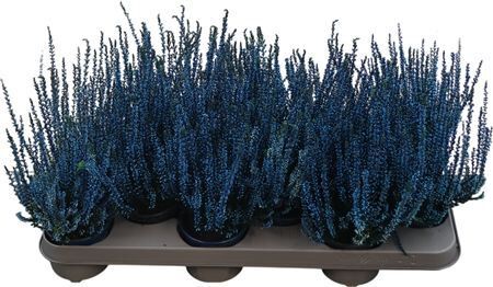 Calluna Gef�rbt Blau Gef�rbt Blau