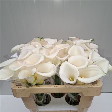 Zant Ivory Art