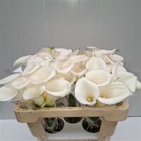Zant Ivory Art