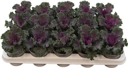 Brassica Gekruld Rood
