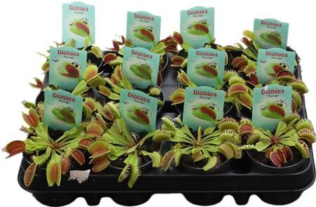 Dionea Muscipula Fly Trap