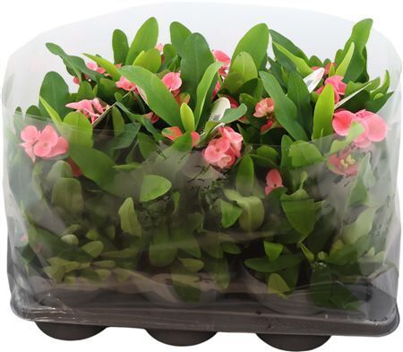 Euphorbia Milii Queen