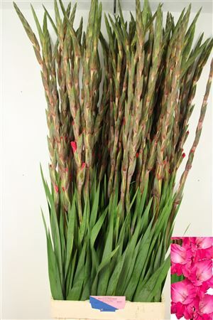 Glad Gr Fairyta Pink
