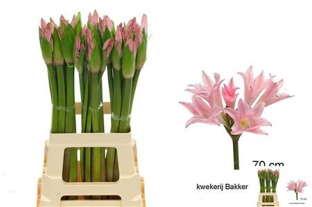 Amarcrinum