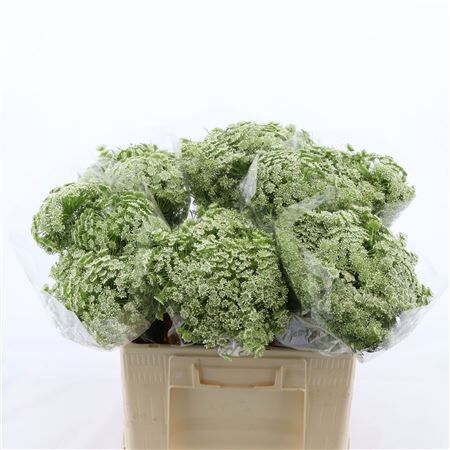 Ammi Vis Casablanca