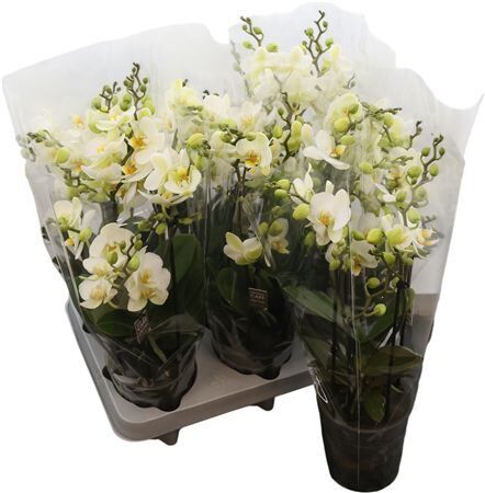 Phal Boquetto Beauty 3-5 Tak