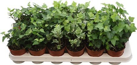 Hedera Helix Gemengd