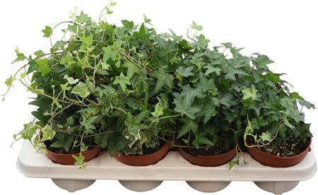 Hedera Helix Gemengd