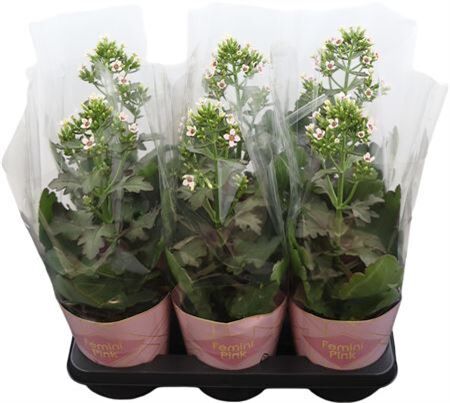 Kalanchoe Femini Pink Potcover