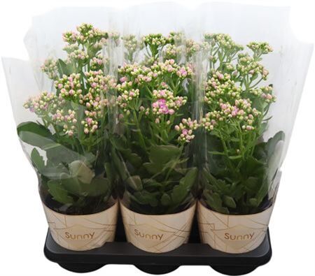 Kalanchoe Graceful Pink Potcover