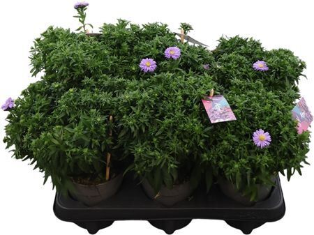 Aster Dumosus Alpha Dark Purple
