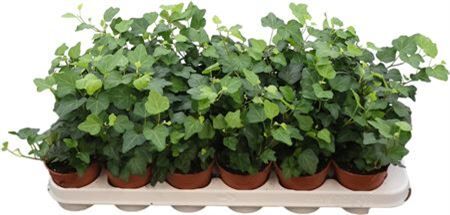 Hedera Helix Wonder