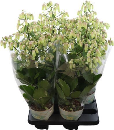 Kalanchoe Magic Bells Potcover