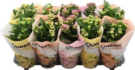 Kalanchoe Mix Queen