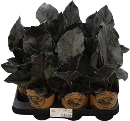 Alocasia Antoro Velvet
