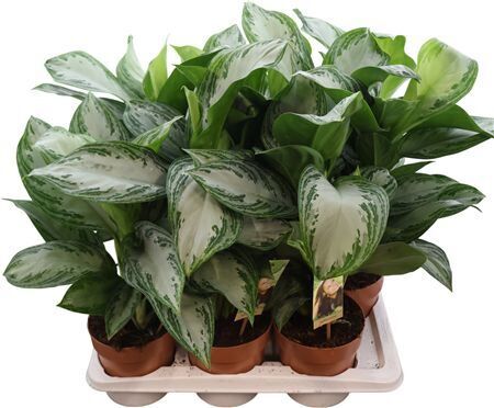 Aglaonema Silver Bay