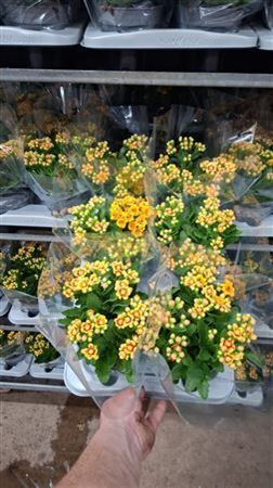 Kalanchoe Lausanne Geel/rood