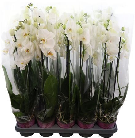 Phal Wit 3 Tak Piko