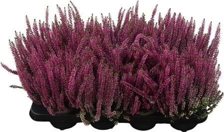 Calluna Beauty Ladies Lila Lila