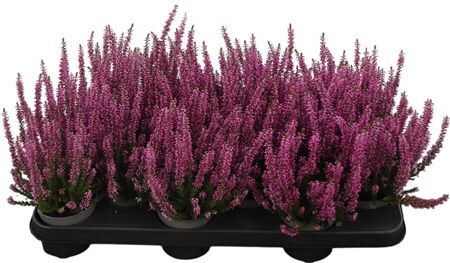 Calluna Beauty Lady Lila