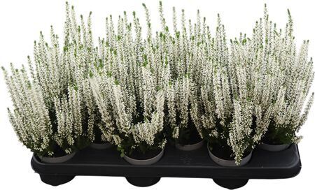 Calluna Beauty Lady Wit