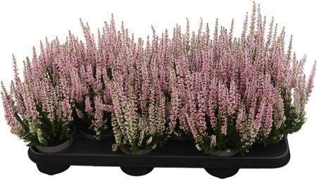 Calluna Beauty Ladiy Roze