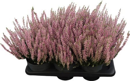 Calluna Vulgaris Beauty Ladies Rosa Rosa