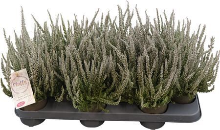 Calluna Vulgaris Sunset Girls Fluffy