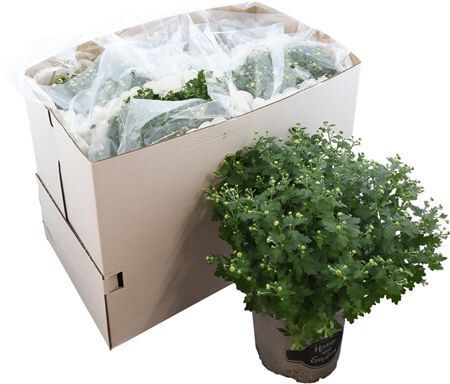 Chrys Bolchrysant Mix