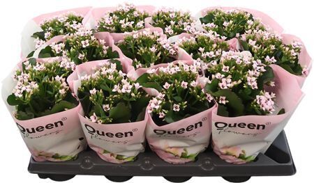 Kalan Bl Roze Emilie