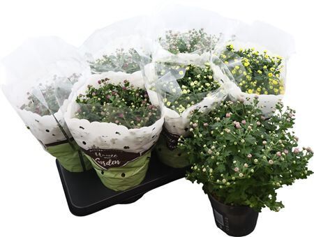 Chrys Bolchrysant Mix