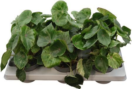 Beg Rex Rouge Variegata