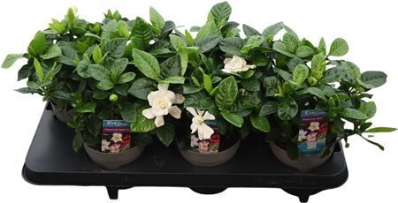 Gardenia Jasminoides