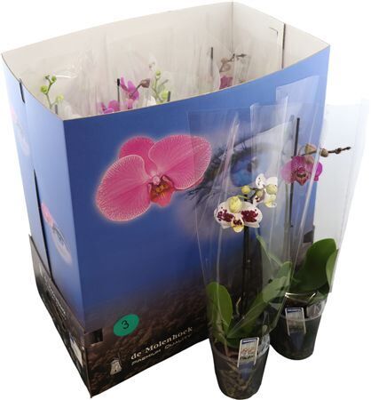 Phal Gemengd 1 Tak 6kl