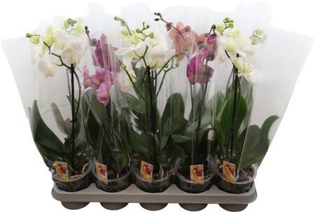 Phal Gemengd 1 Tak