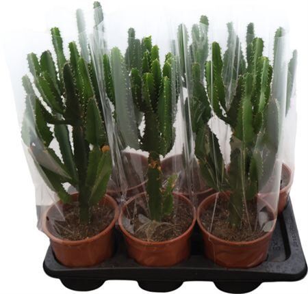 Euphorbia Candelabrum