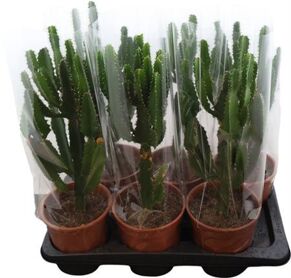 Euphorbia Candelabrum