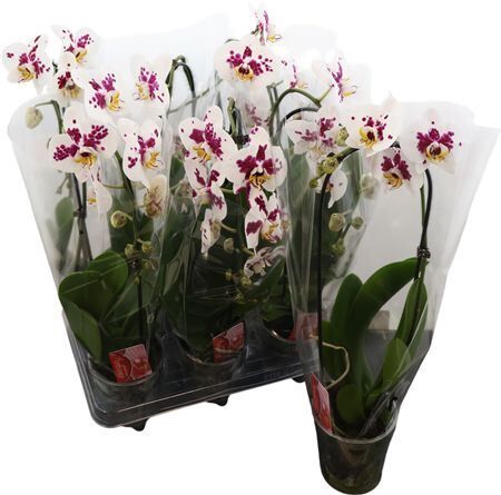 Phal Casc Purple Spot 1 Tak