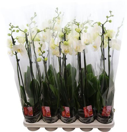 Phal Snow Compass 2 Tak