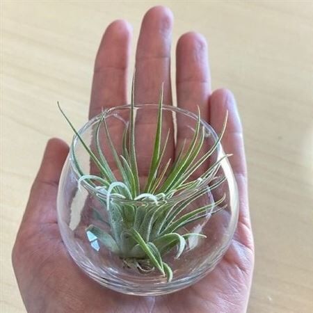 Airplant Tillandsia Bolvaasje