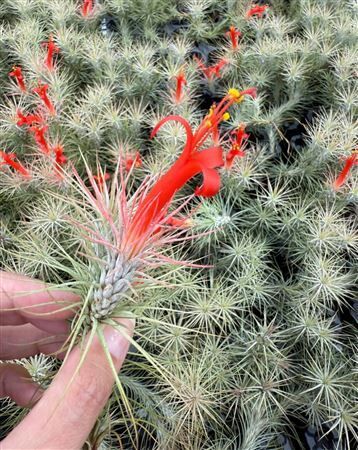 Airplant Tillandsia Funckiana