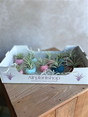 Airplant Tillandsia Urchin Shell Colors