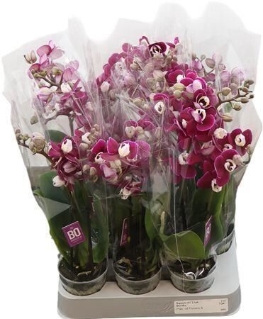 Phal Mini Yara 2-3 Tak Optifriends