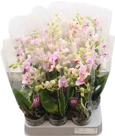 Phal Mini Kris 2-3 Tak Optifriends