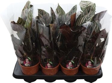 Calathea Ornata
