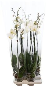 Phal Wit 3 Tak Xl