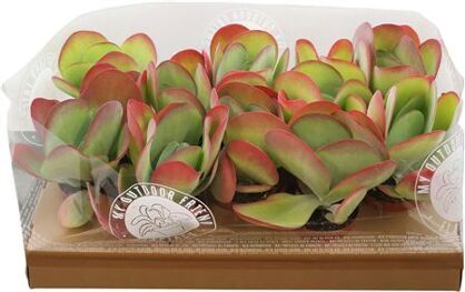 Kalanchoe Thyrsiflora